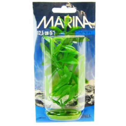 Marina Hygrophila Plant