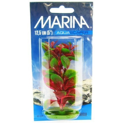 Marina Red Ludwigia Plant