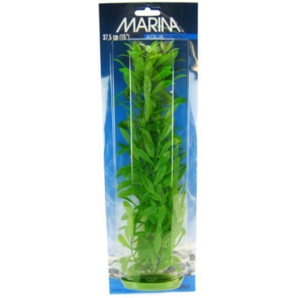 Marina Hygrophila Plant