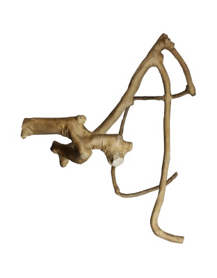A and E Cages Java Wood Multi Branch Bird Perch LG