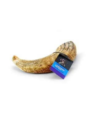 Icelandic  Lamb Horn W- Marrow - 36-Piece Display Loose (Sized Approx. 4-5In)