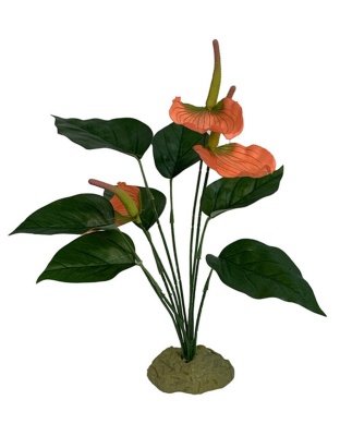 Komodo Anthurium Bush w/ Gravel 1ea