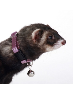 Marshall Pet Products Ferret Bell Collar Purple 1ea/3/8 in