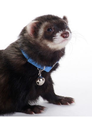 Marshall Pet Products Ferret Bell Collar Blue 1ea/3/8 in