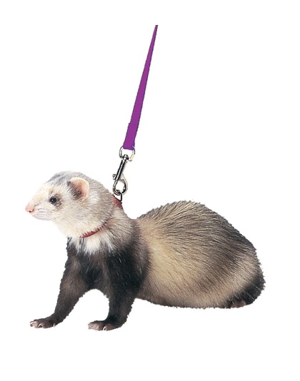 Marshall Pet Products Ferret Harness and Lead Set Purple 1ea