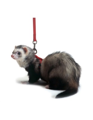 Marshall Pet Products Ferret Harness and Lead Set Red 1ea