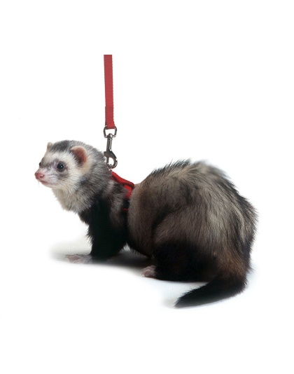 Marshall Pet Products Ferret Harness and Lead Set Red 1ea