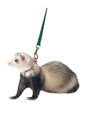 Marshall Pet Products Ferret Harness and Lead Set Black 1ea