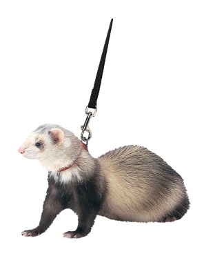 Marshall Pet Products Ferret Harness and Lead Set Blue 1ea