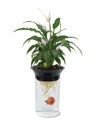 Penn-Plax Nature's Aqua Ponics Planter Betta Bowl Kit Clear, Black, Green 1ea/67.6 oz