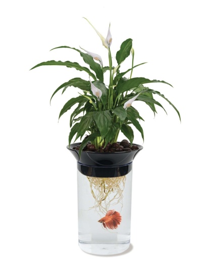 Penn-Plax Nature's Aqua Ponics Planter Betta Bowl Kit Clear, Black, Green 1ea/67.6 oz