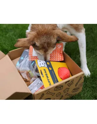 Dog Bundle-October