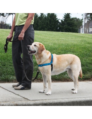 PetSafe Deluxe Easy Walk Steel Dog Harness Black/Ocean 1ea/MD/LG