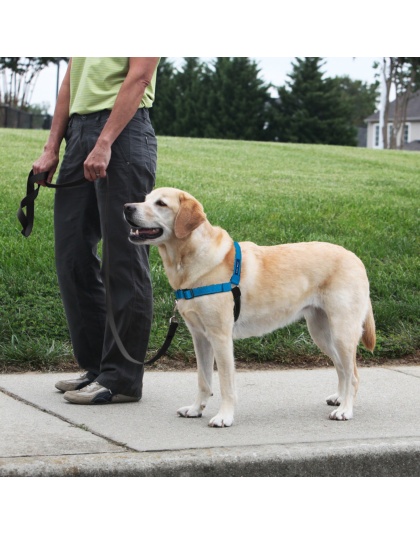 PetSafe Deluxe Easy Walk Steel Dog Harness Black/Ocean 1ea/MD/LG