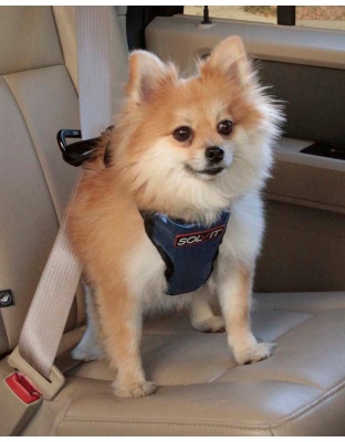 Solvit Products Deluxe Vehicle Safety Dog Harness Black/Blue 1ea/SM