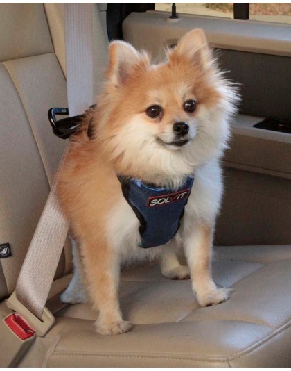 Solvit Products Deluxe Vehicle Safety Dog Harness Black/Blue 1ea/SM