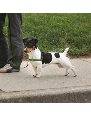 PetSafe Deluxe Easy Walk Steel Dog Harness Black/Apple 1ea/SM