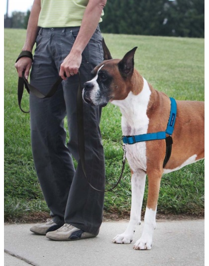 PetSafe Deluxe Easy Walk Steel Dog Harness Black/Ocean 1ea/LG