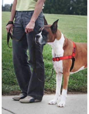 PetSafe Deluxe Easy Walk Steel Dog Harness Black/Rose 1ea/MD/LG