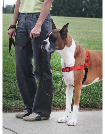 PetSafe Deluxe Easy Walk Steel Dog Harness Black/Rose 1ea/MD/LG