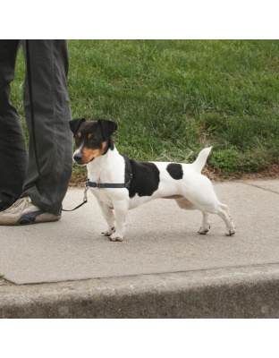 PetSafe Deluxe Easy Walk Steel Dog Harness Black/Steel 1ea/SM