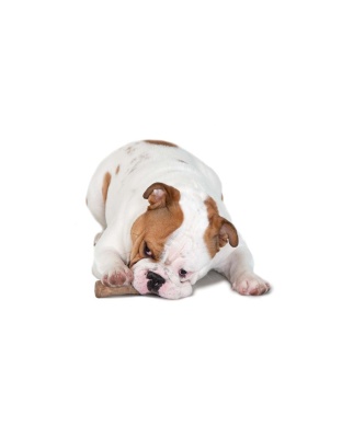 Petstages Dogwood Durable Stick Dog Toy 1ea/MD