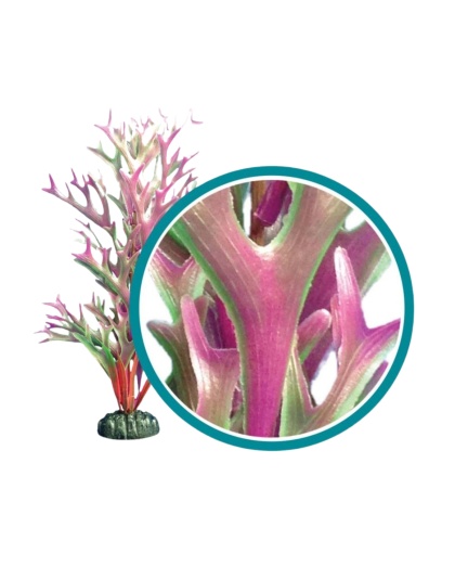 Weco Products Marine Pro Series Giant Kelp Aquarium Plant Red, 1ea/24 in, Giant