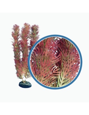 Weco Products Freshwater Pro Series Cabomba Aquarium Plant Red, 1ea/6 in