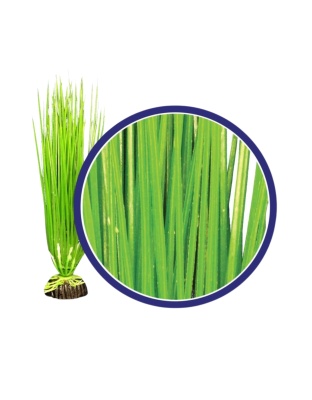 Weco Products Freshwater Series Asian Hairgrass Aquarium Plant Green, 1ea/9 in