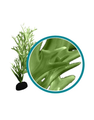 Weco Products Marine Pro Series Giant Kelp Aquarium Plant Green, 1ea/24 in, Giant
