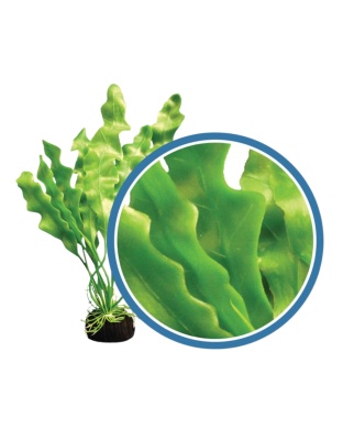 Weco Products Freshwater Pro Series Amazon Ruffled Sword Aquarium Plant Green, 1ea/24 in