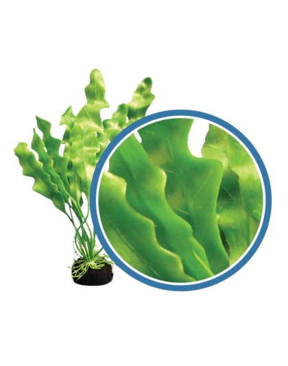 Weco Products Freshwater Pro Series Amazon Ruffled Sword Aquarium Plant Green, 1ea/24 in