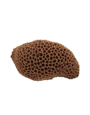 Weco Products South Pacific Coral Brain Ornament Brown, 1ea/MD
