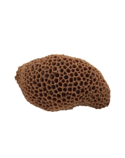 Weco Products South Pacific Coral Brain Ornament Brown, 1ea/MD