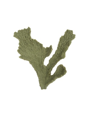 Weco Products South Pacific Coral Elkhorn Ornament Grey, 1ea/SM