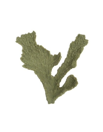 Weco Products South Pacific Coral Elkhorn Ornament Grey, 1ea/SM