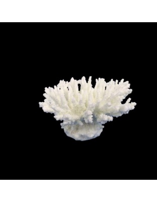 Weco Products South Pacific Coral Tabletop Ornament White, 1ea/XS