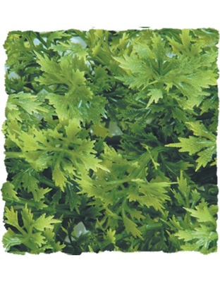 Zoo Med Natural Bush Australian Maple Plants Green 1ea/14 in, SM